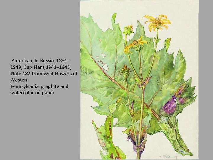  American, b. Russia, 1884– 1949; Cup Plant, 1941– 1943, Plate 182 from Wild