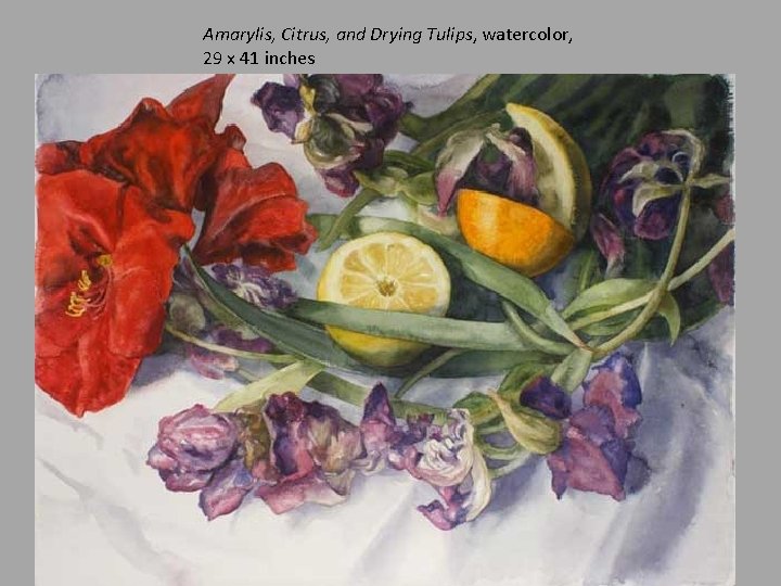 Amarylis, Citrus, and Drying Tulips, watercolor, 29 x 41 inches 