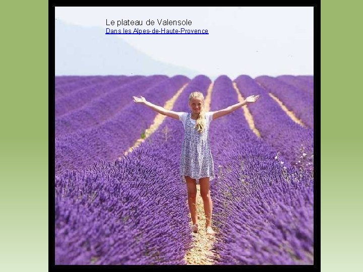 Le plateau de Valensole Dans les Alpes-de-Haute-Provence 