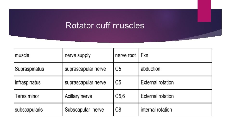 Rotator cuff muscles 