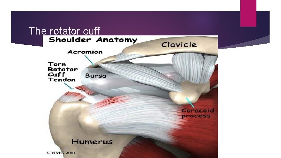 The rotator cuff 