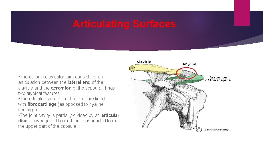 Articulating Surfaces • The acromioclavicular joint consists of an articulation between the lateral end