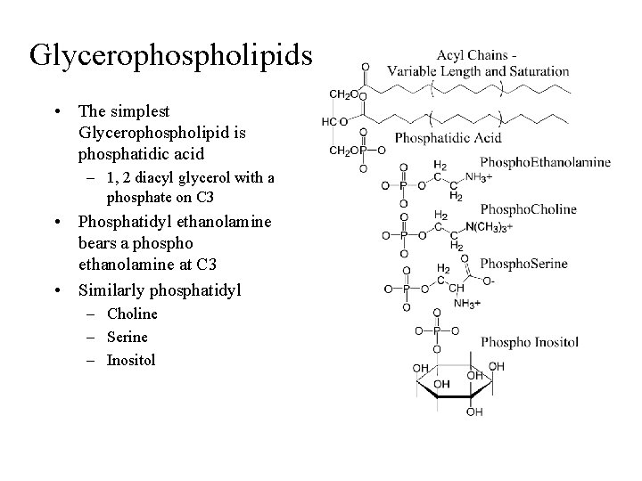 Glycerophospholipids • The simplest Glycerophospholipid is phosphatidic acid – 1, 2 diacyl glycerol with