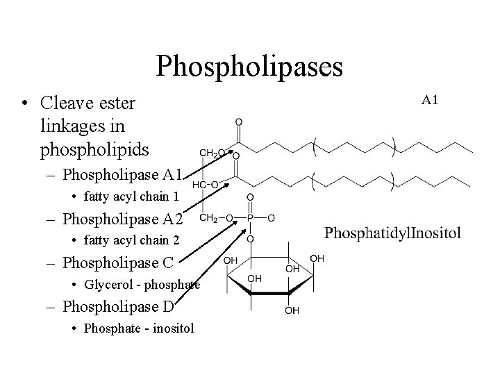 Phospholipases • Cleave ester linkages in phospholipids – Phospholipase A 1 • fatty acyl