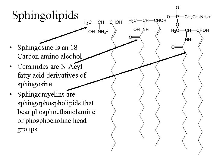 Sphingolipids • Sphingosine is an 18 Carbon amino alcohol • Ceramides are N-Acyl fatty