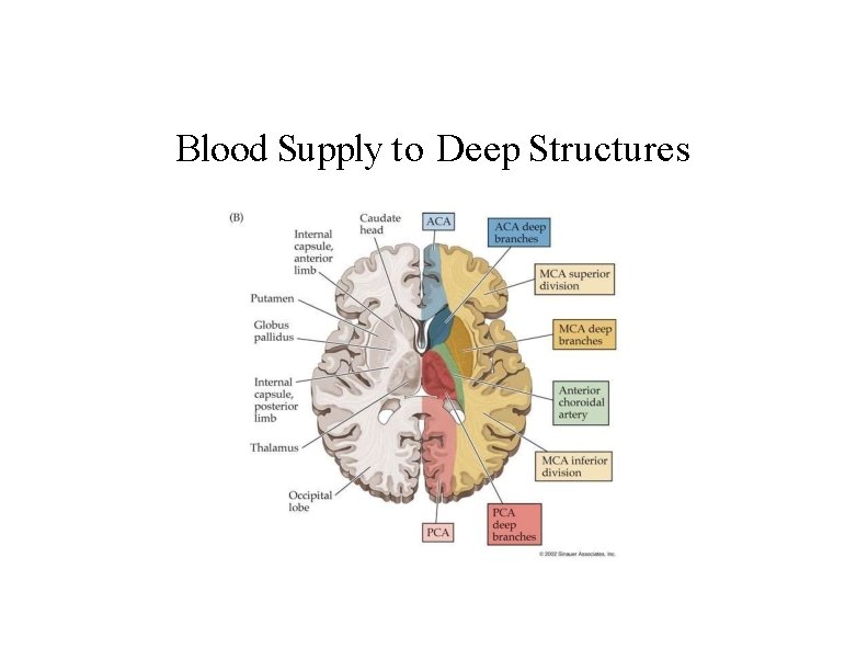 Blood Supply to Deep Structures 