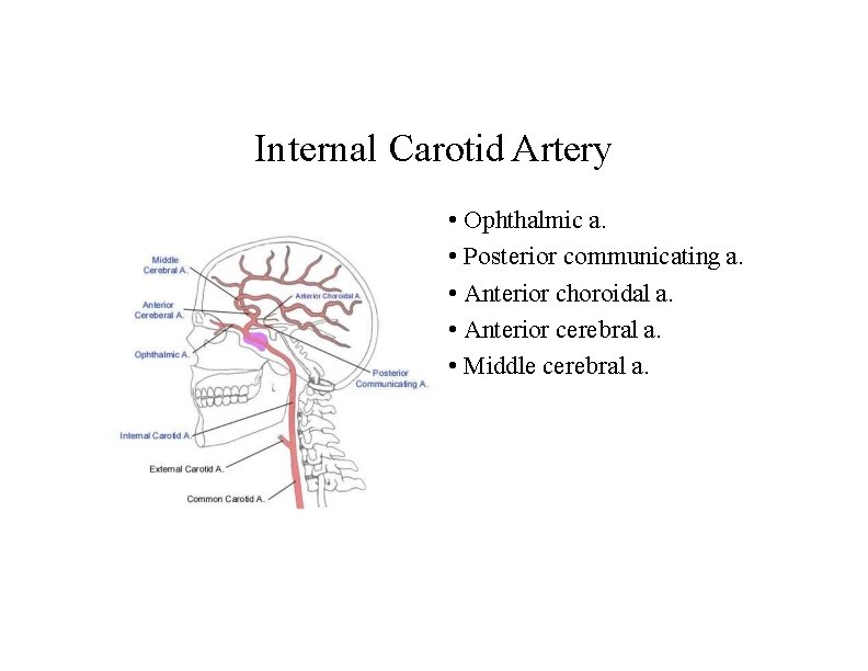 Internal Carotid Artery • Ophthalmic a. • Posterior communicating a. • Anterior choroidal a.