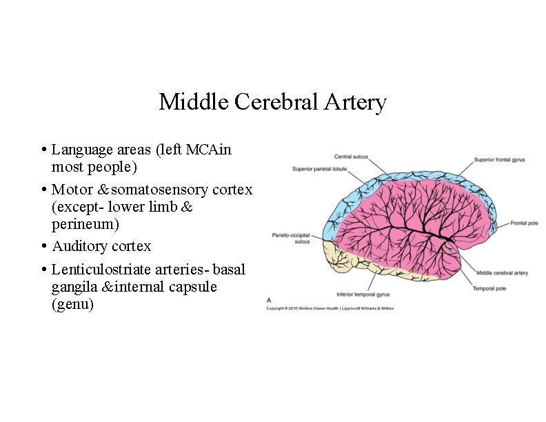 Middle Cerebral Artery • Language areas (left MCAin most people) • Motor & somatosensory