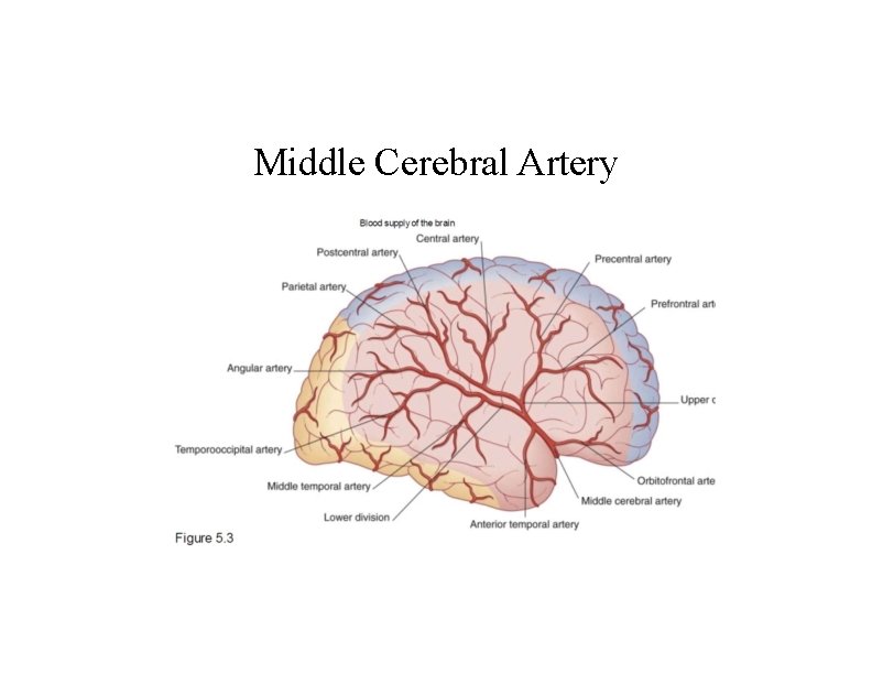 Middle Cerebral Artery 