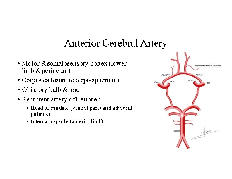 Anterior Cerebral Artery • Motor & somatosensory cortex (lower limb & perineum) • Corpus