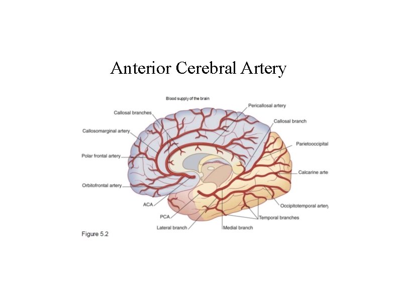 Anterior Cerebral Artery 