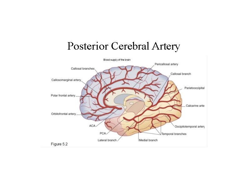Posterior Cerebral Artery 
