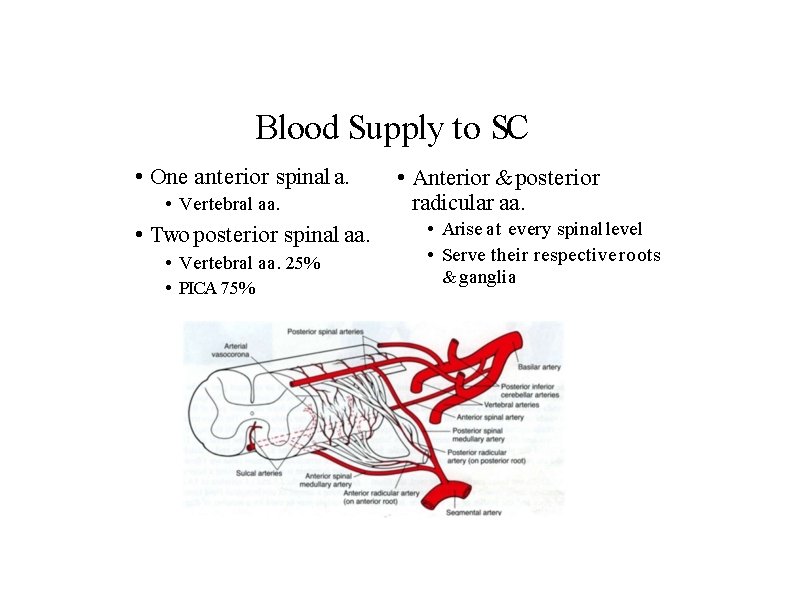 Blood Supply to SC • One anterior spinal a. • Vertebral aa. • Two
