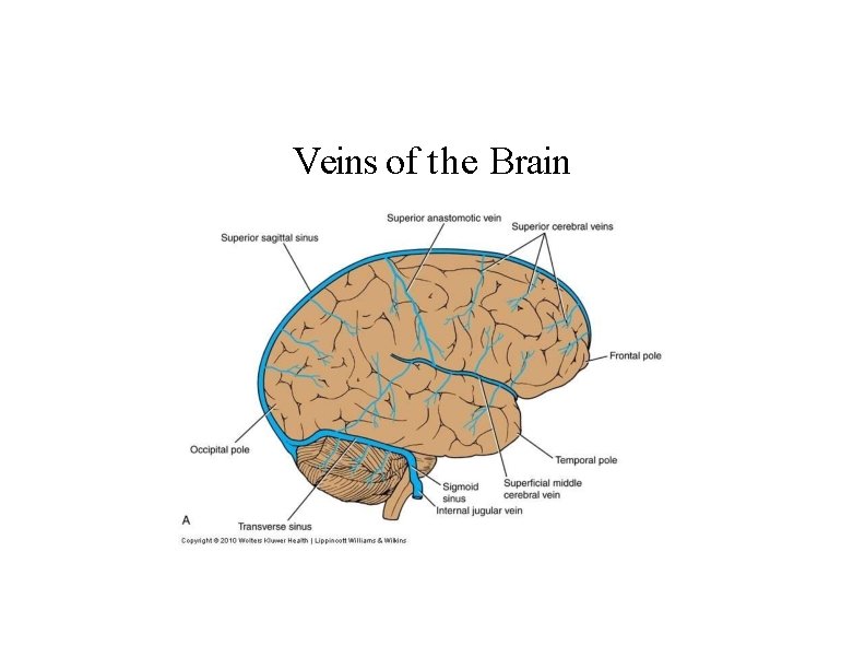 Veins of the Brain 