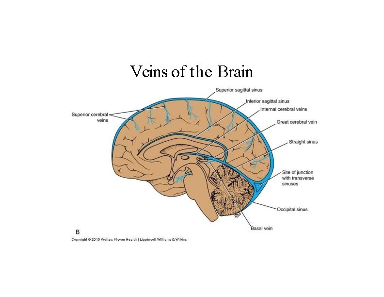 Veins of the Brain 