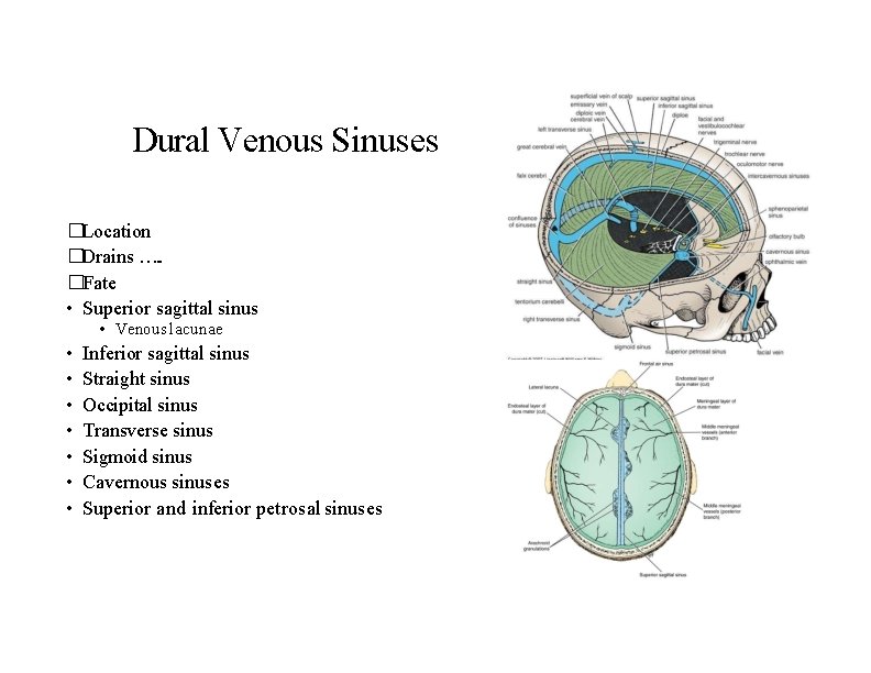 Dural Venous Sinuses �Location �Drains …. . �Fate • Superior sagittal sinus • Venous