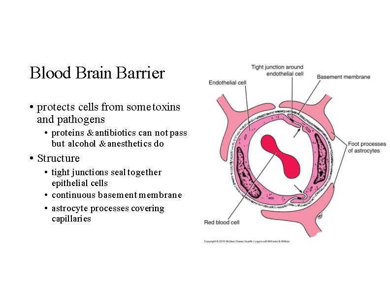 Blood Brain Barrier • protects cells from some toxins and pathogens • proteins &