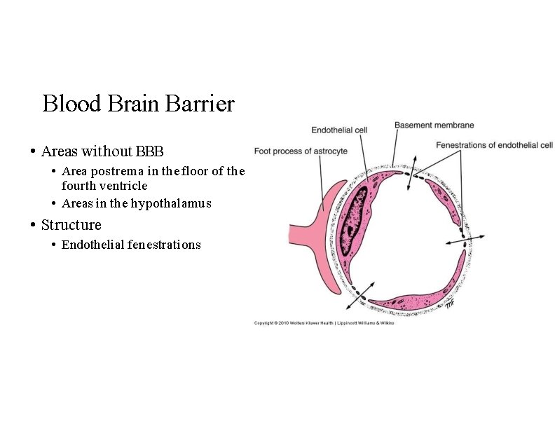 Blood Brain Barrier • Areas without BBB • Area postrema in the floor of