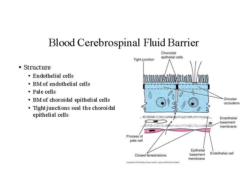 Blood Cerebrospinal Fluid Barrier • Structure • • • Endothelial cells BM of endothelial