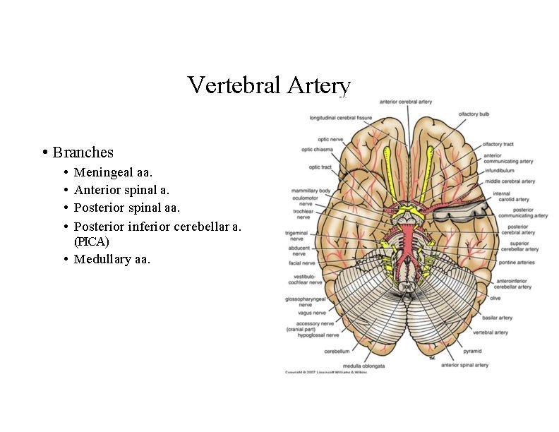 Vertebral Artery • Branches • • Meningeal aa. Anterior spinal a. Posterior spinal aa.