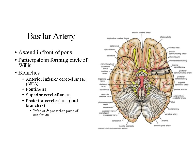 Basilar Artery • Ascend in front of pons • Participate in forming circle of