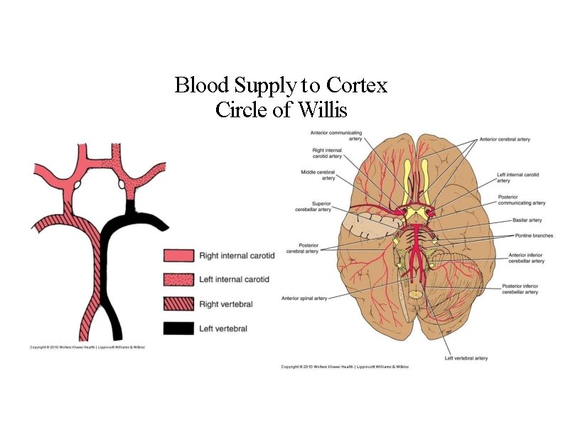 Blood Supply to Cortex Circle of Willis 