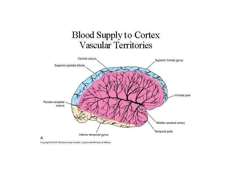 Blood Supply to Cortex Vascular Territories 