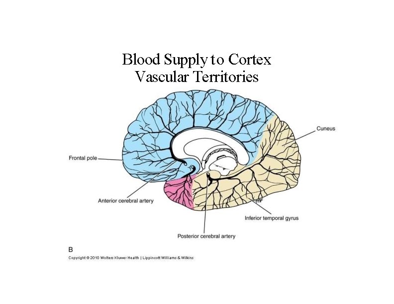 Blood Supply to Cortex Vascular Territories 