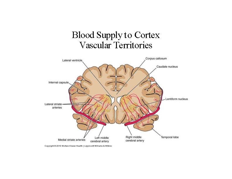 Blood Supply to Cortex Vascular Territories 