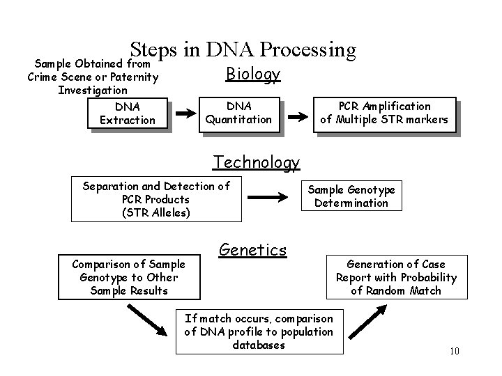 Steps in DNA Processing Sample Obtained from Crime Scene or Paternity Investigation Biology DNA
