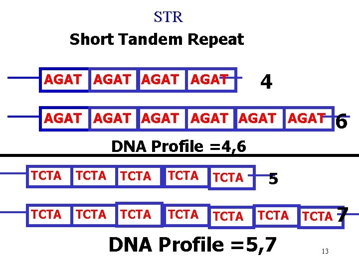 STR Short Tandem Repeat AGAT 4 AGAT AGAT 6 DNA Profile =4, 6 TCTA