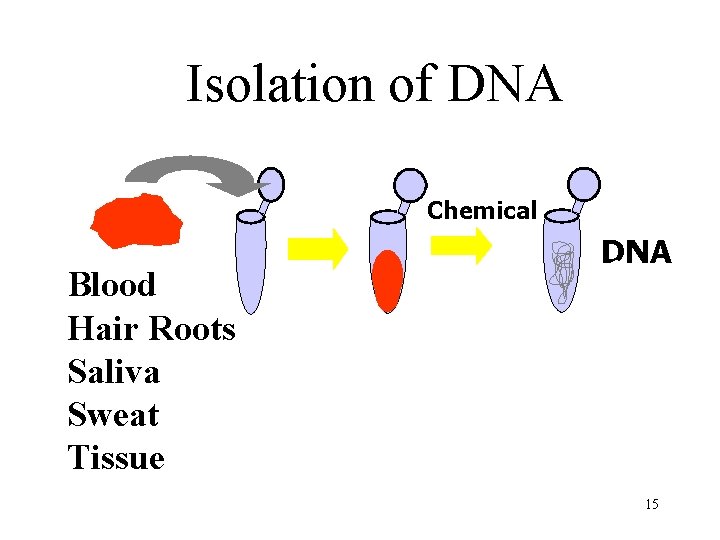 Isolation of DNA Chemical Blood Hair Roots Saliva Sweat Tissue DNA 15 
