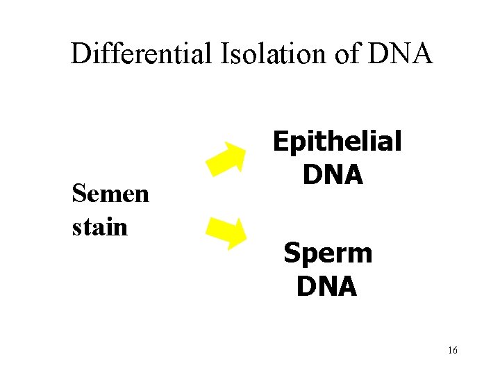 Differential Isolation of DNA Semen stain Remove Epithelial DNA Epithelial Chemic DNA al Differen