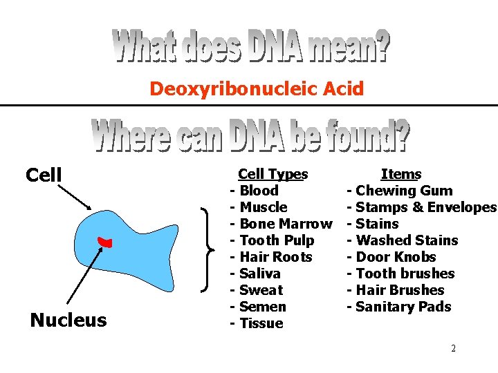 Deoxyribonucleic Acid Cell Nucleus Cell Types - Blood - Muscle - Bone Marrow -