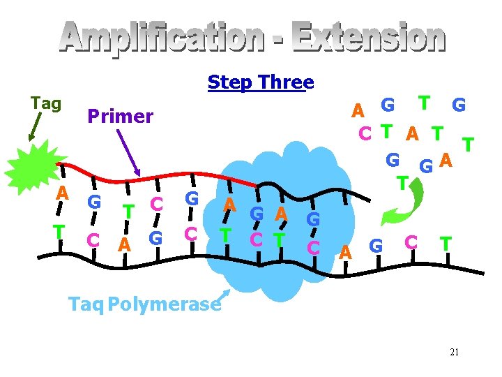 Tag Step Three Primer A G G T C C A G T G
