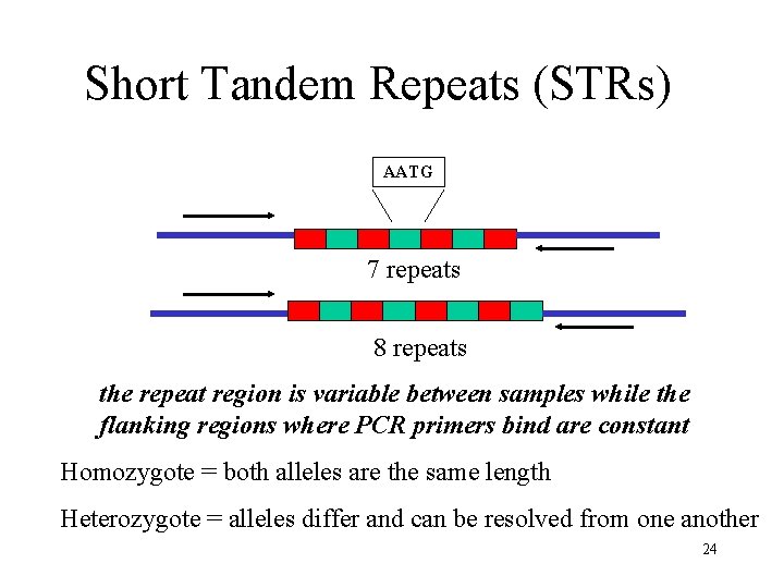 Short Tandem Repeats (STRs) AATG 7 repeats 8 repeats the repeat region is variable