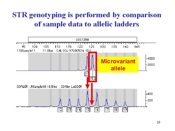 STR genotyping is performed by comparison of sample data to allelic ladders Microvariant allele