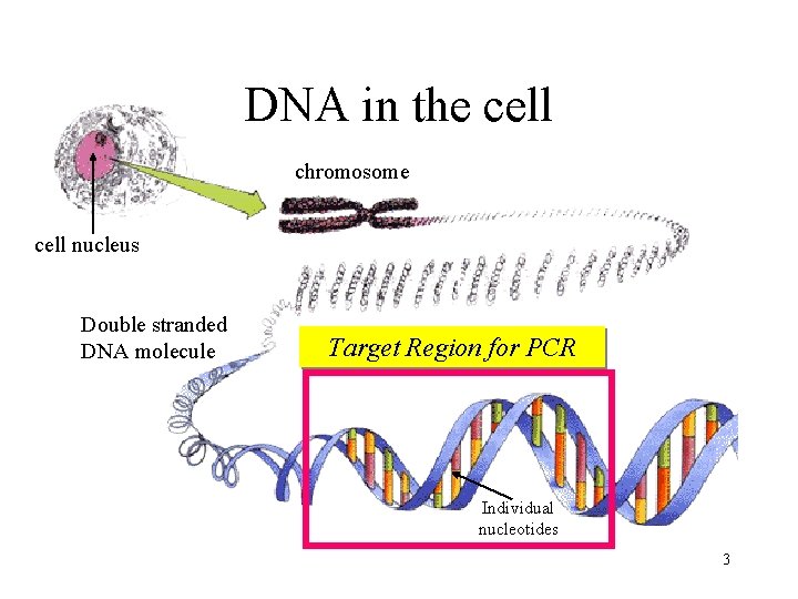 DNA in the cell chromosome cell nucleus Double stranded DNA molecule Target Region for