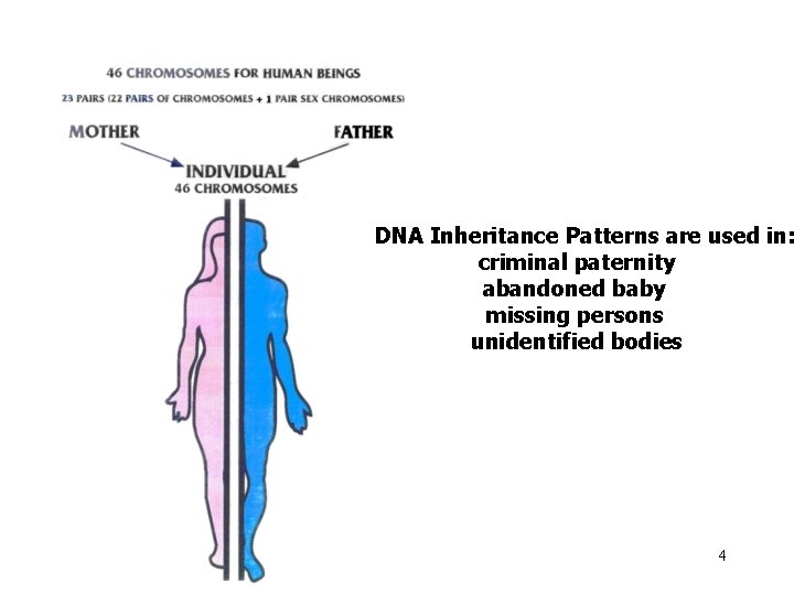 DNA Inheritance Patterns are used in: criminal paternity abandoned baby missing persons unidentified bodies