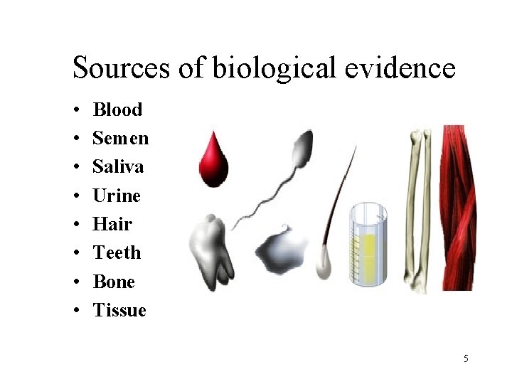 Sources of biological evidence • • Blood Semen Saliva Urine Hair Teeth Bone Tissue
