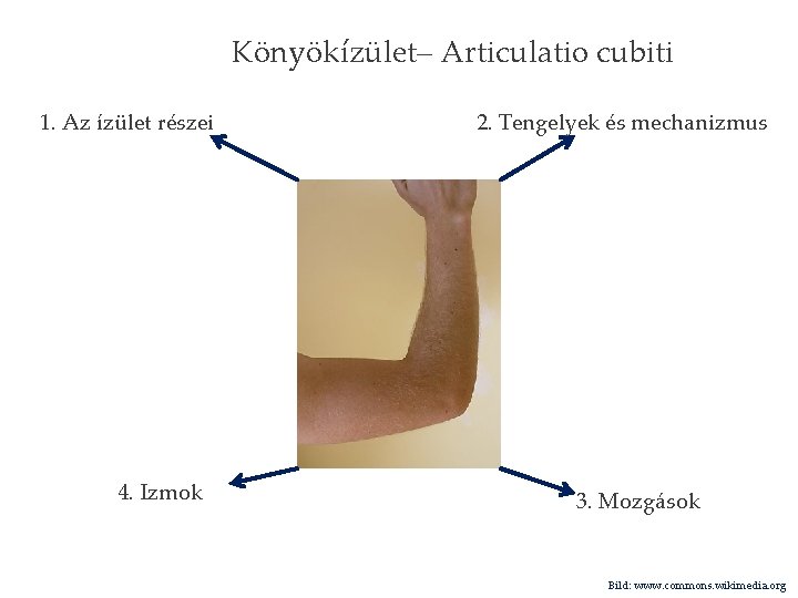 Könyökízület– Articulatio cubiti 1. Az ízület részei 4. Izmok 2. Tengelyek és mechanizmus 3.