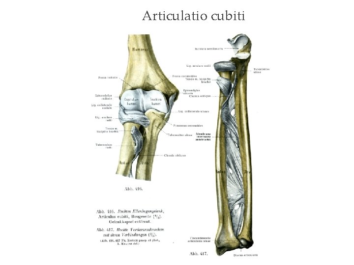 Articulatio cubiti 