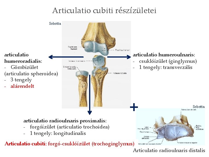 Articulatio cubiti részízületei Sobotta articulatio humeroradialis: - Gömbízület (articulatio spheroidea) - 3 tengely -