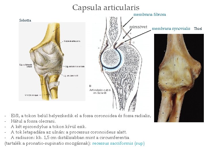 Capsula articularis membrana fibrosa Sobotta zsírszövet - Elől, a tokon belül helyezkedik el a
