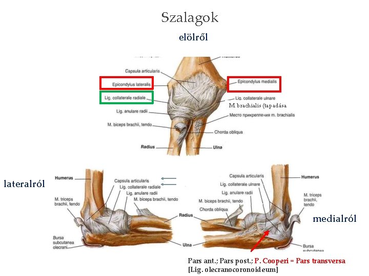 Szalagok elölről M. brachialis (tapadása lateralról medialról Pars ant. ; Pars post. ; P.