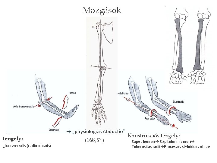 Mozgások → „physiologiás Abductio” tengely: transversalis (radio-ulnaris) (168, 5° ) Konstrukciós tengely: Caput humeri→