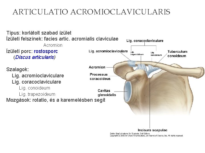 ARTICULATIO ACROMIOCLAVICULARIS Típus: korlátolt szabad ízület Ízületi felszínek: facies artic. acromialis claviculae Acromion Ízületi