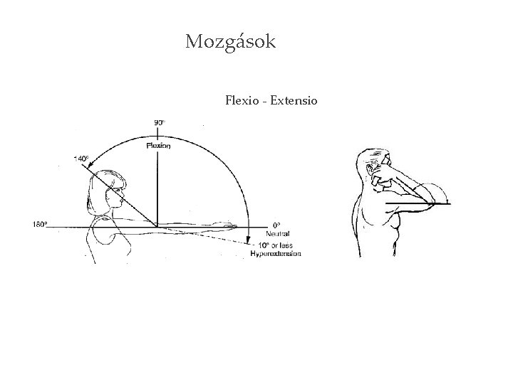 Mozgások Flexio - Extensio 