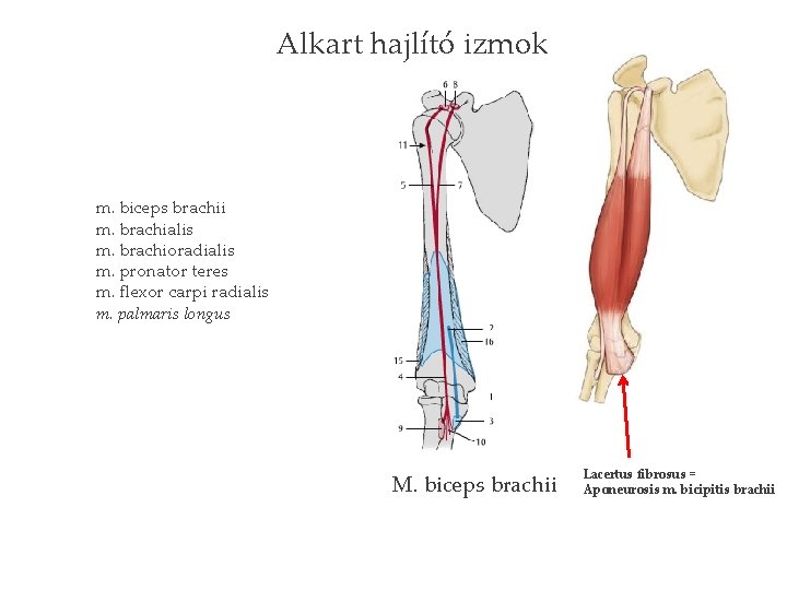 Alkart hajlító izmok m. biceps brachii m. brachialis m. brachioradialis m. pronator teres m.