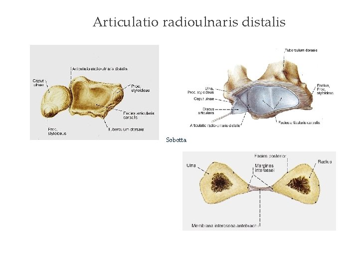 Articulatio radioulnaris distalis Sobotta 